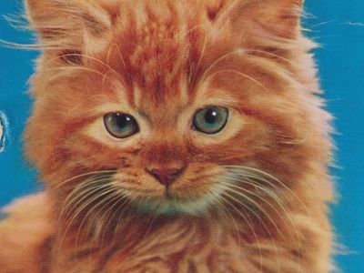 Vintage postcard: Cat, UK, 1959