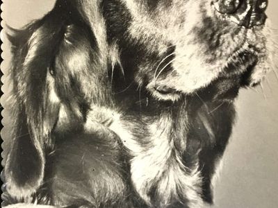 Vintage postcard: Irish Setter, 1959